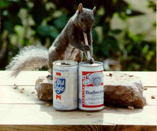 Sapparo Squirrel